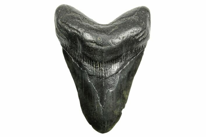 Fossil Megalodon Tooth - South Carolina #362441